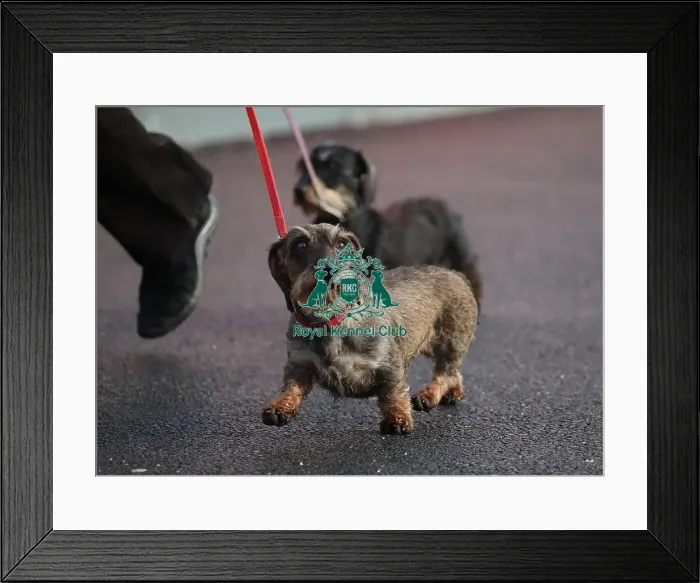 Framed Print : Crufts 2019 - Day Two, NEC, UK - 8 Mar 2019 Framed Print : Crufts 2019 - Day Two, NEC, UK - 8 Mar 2019