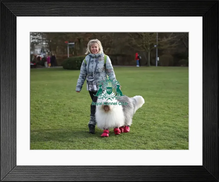 Framed Print : Crufts 2019 - Day Two, NEC, UK - 8 Mar 2019 Framed Print : Crufts 2019 - Day Two, NEC, UK - 8 Mar 2019