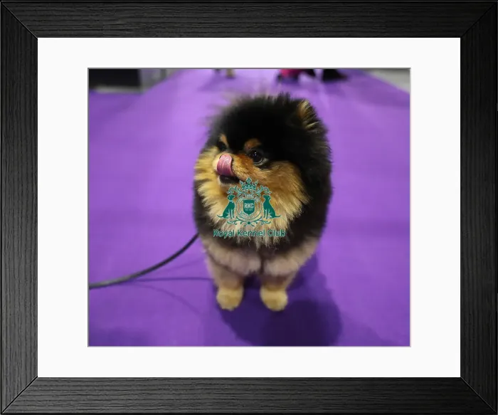 Framed Print : Crufts 2019 - Day Two, NEC, UK - 8 Mar 2019 Framed Print : Crufts 2019 - Day Two, NEC, UK - 8 Mar 2019