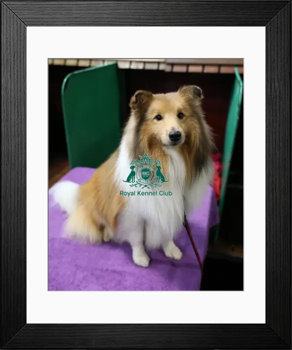 Framed Print : Crufts 2019 - Day Two, NEC, UK - 8 Mar 2019 Framed Print : Crufts 2019 - Day Two, NEC, UK - 8 Mar 2019