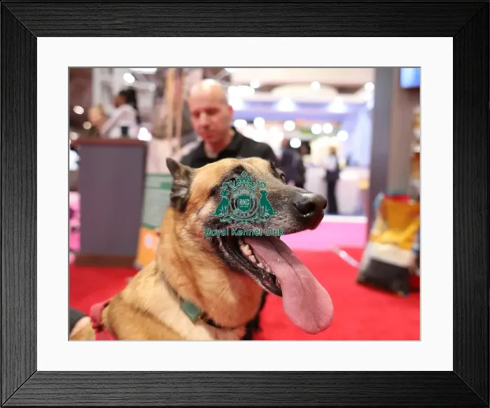 Framed Print : Crufts 2019 - Day Two, NEC, UK - 8 Mar 2019 Framed Print : Crufts 2019 - Day Two, NEC, UK - 8 Mar 2019