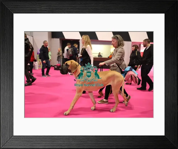Framed Print : Crufts 2019 - Day Two, NEC, UK - 8 Mar 2019 Framed Print : Crufts 2019 - Day Two, NEC, UK - 8 Mar 2019