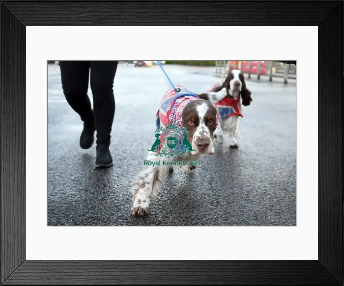 Framed Print : Crufts 2019 - Day One, NEC, UK - 7 Mar 2019 Framed Print : Crufts 2019 - Day One, NEC, UK - 7 Mar 2019