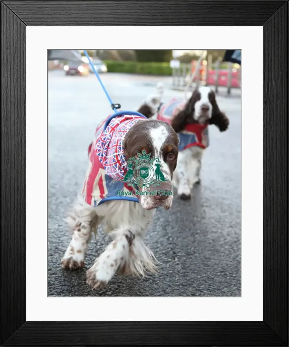 Framed Print : Crufts 2019 - Day One, NEC, UK - 7 Mar 2019 Framed Print : Crufts 2019 - Day One, NEC, UK - 7 Mar 2019