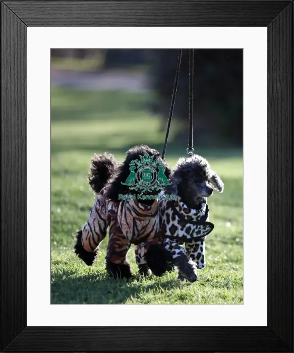 Framed Print : Crufts 2019 - Day One, NEC, UK - 7 Mar 2019 Framed Print : Crufts 2019 - Day One, NEC, UK - 7 Mar 2019