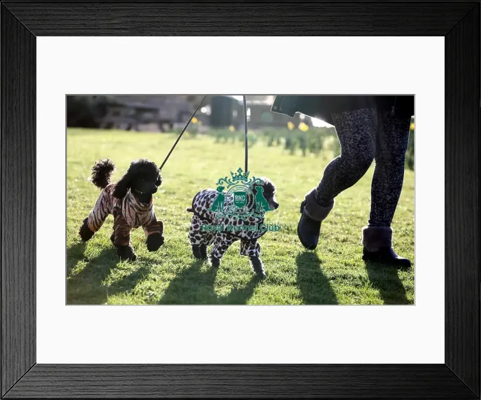 Framed Print : Crufts 2019 - Day One, NEC, UK - 7 Mar 2019 Framed Print : Crufts 2019 - Day One, NEC, UK - 7 Mar 2019