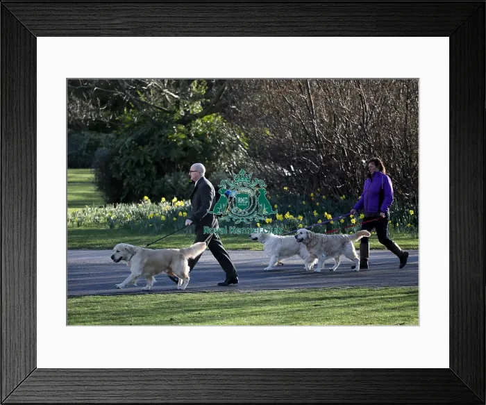 Framed Print : Crufts 2019 - Day One, NEC, UK - 7 Mar 2019 Framed Print : Crufts 2019 - Day One, NEC, UK - 7 Mar 2019
