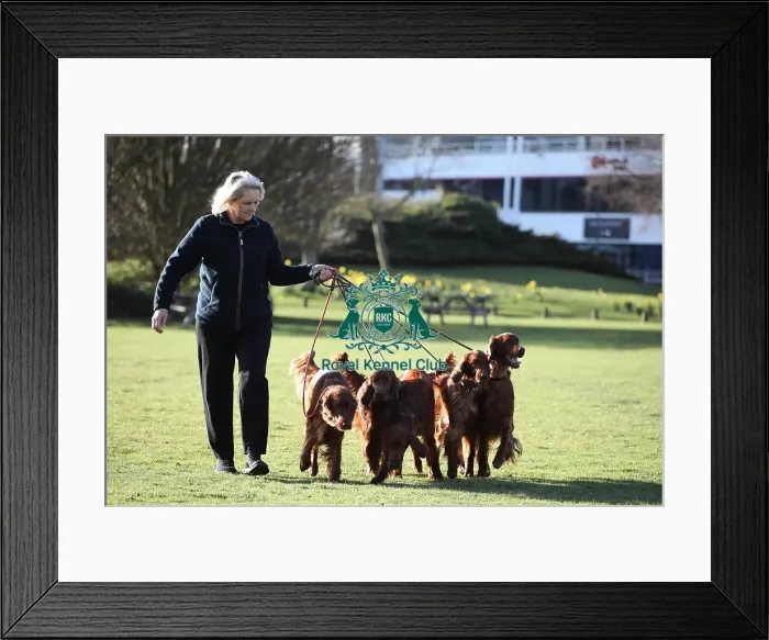 Framed Print : Crufts 2019 - Day One, NEC, UK - 7 Mar 2019