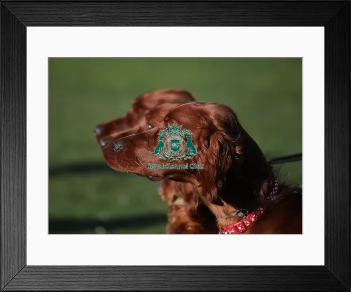 Framed Print : Crufts 2019 - Day One, NEC, UK - 7 Mar 2019