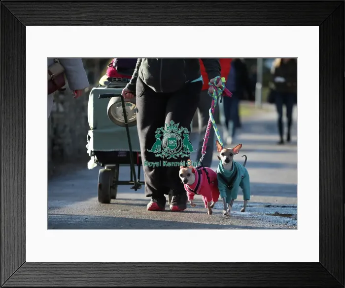 Framed Print : Crufts 2019 - Day One, NEC, UK - 7 Mar 2019