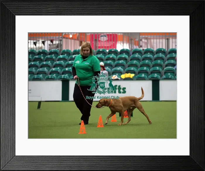 Framed Print : Crufts 2019 - Day One, NEC, UK - 7 Mar 2019 Framed Print : Crufts 2019 - Day One, NEC, UK - 7 Mar 2019