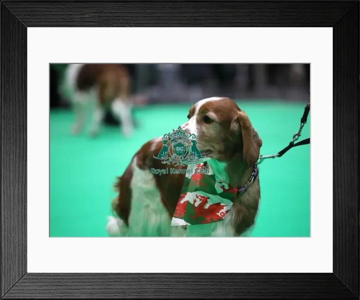 Framed Print : Crufts 2019 - Day One, NEC, UK - 7 Mar 2019