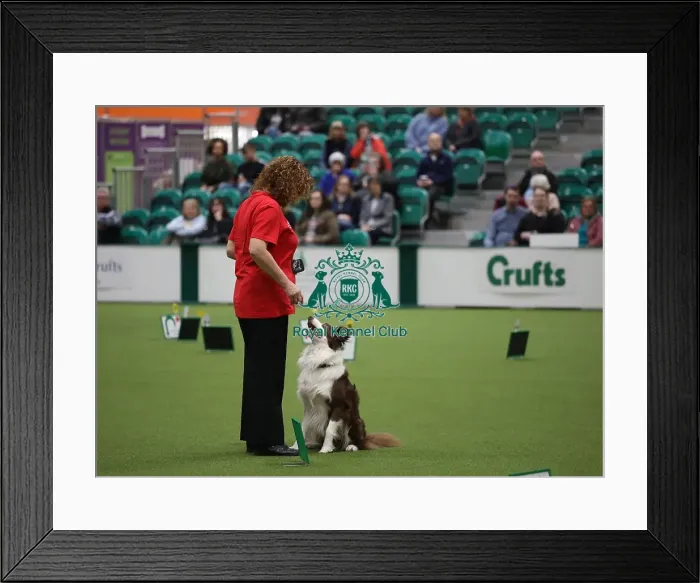 Framed Print : Crufts 2019 - Day One, NEC, UK - 7 Mar 2019 Framed Print : Crufts 2019 - Day One, NEC, UK - 7 Mar 2019
