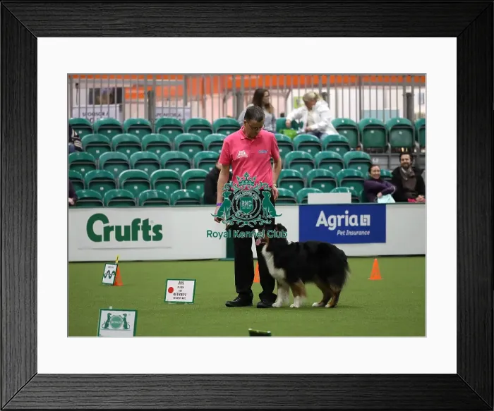 Framed Print : Crufts 2019 - Day One, NEC, UK - 7 Mar 2019 Framed Print : Crufts 2019 - Day One, NEC, UK - 7 Mar 2019