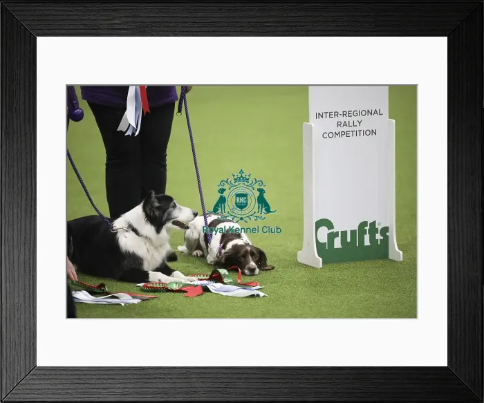 Framed Print : Crufts 2019 - Day One, NEC, UK - 7 Mar 2019 Framed Print : Crufts 2019 - Day One, NEC, UK - 7 Mar 2019
