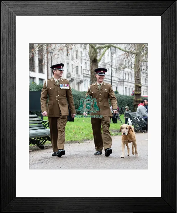 Framed Print : Crufts 2019 - Friends for Life award, London, UK - 5 Feb 2019 Framed Print : Crufts 2019 - Friends for Life award, London, UK - 5 Feb 2019