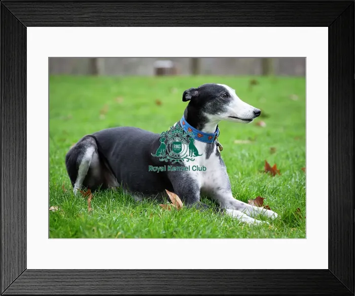 Framed Print : Crufts 2019 - Friends for Life award, London, UK - 5 Feb 2019 Framed Print : Crufts 2019 - Friends for Life award, London, UK - 5 Feb 2019