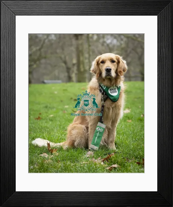 Framed Print : Crufts 2019 - Friends for Life award, London, UK - 5 Feb 2019 Framed Print : Crufts 2019 - Friends for Life award, London, UK - 5 Feb 2019