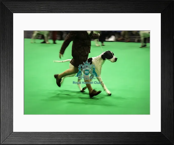 Framed Print : Crufts 2019 - Day One, NEC, UK - 7 Mar 2019 Framed Print : Crufts 2019 - Day One, NEC, UK - 7 Mar 2019