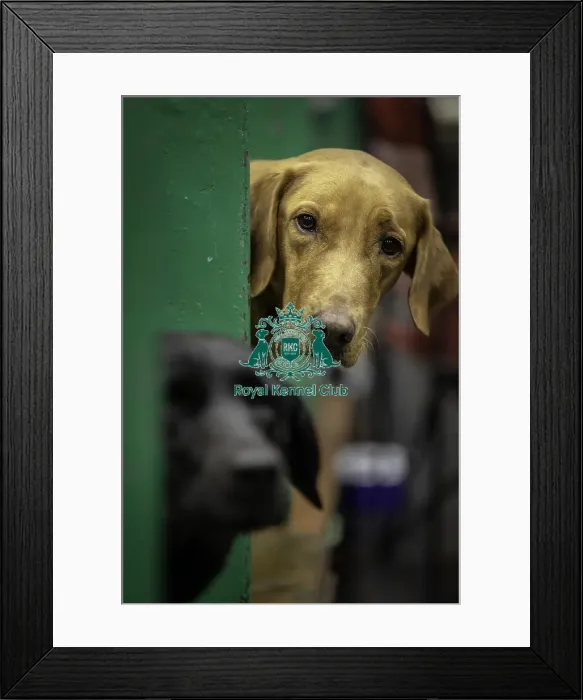 Framed Print : Crufts 2019 - Day One, NEC, UK - 7 Mar 2019
