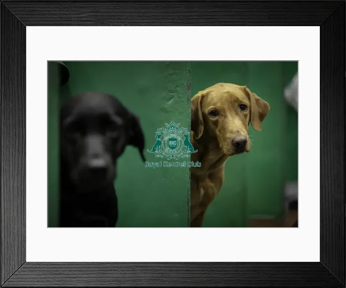 Framed Print : Crufts 2019 - Day One, NEC, UK - 7 Mar 2019