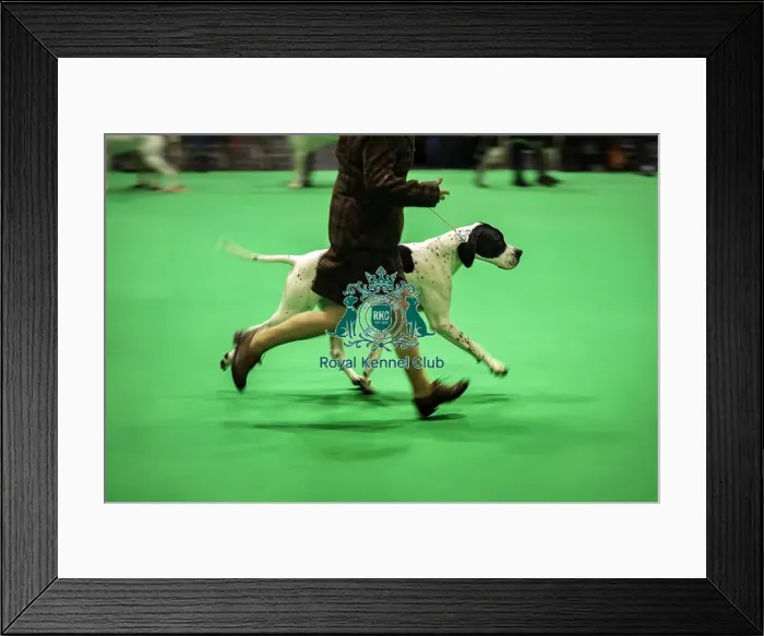 Framed Print : Crufts 2019 - Day One, NEC, UK - 7 Mar 2019 Framed Print : Crufts 2019 - Day One, NEC, UK - 7 Mar 2019