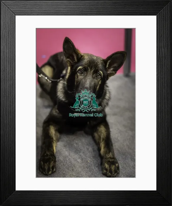 Framed Print : Crufts 2019 - Day One, NEC, UK - 7 Mar 2019