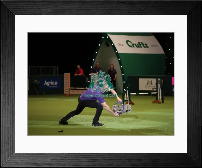 Framed Print : Crufts 2019 - Day One, NEC, UK - 7 Mar 2019 Framed Print : Crufts 2019 - Day One, NEC, UK - 7 Mar 2019