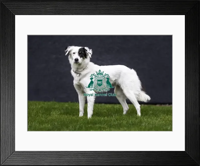 Framed Print : Crufts 2019 - Day One, NEC, UK - 7 Mar 2019 Framed Print : Crufts 2019 - Day One, NEC, UK - 7 Mar 2019