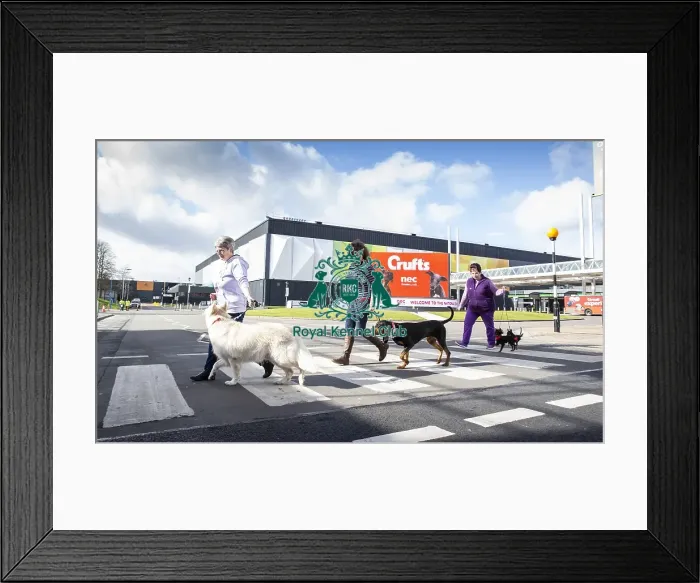 Framed Print : Crufts 2019 - Birmingham Launch, NEC, UK - 5 Mar 2019 Framed Print : Crufts 2019 - Birmingham Launch, NEC, UK - 5 Mar 2019