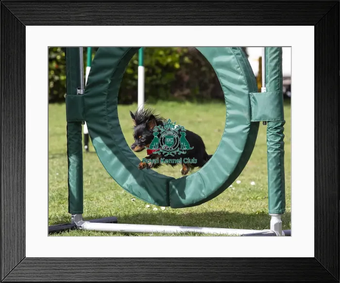 Framed Print : Crufts 2019 - Birmingham Launch, NEC, UK - 5 Mar 2019