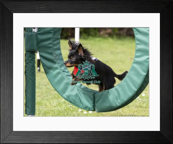 Framed Print : Crufts 2019 - Birmingham Launch, NEC, UK - 5 Mar 2019 Framed Print : Crufts 2019 - Birmingham Launch, NEC, UK - 5 Mar 2019