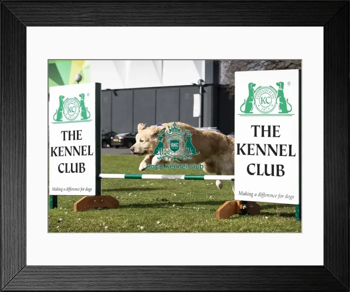 Framed Print : Crufts 2019 - Birmingham Launch, NEC, UK - 5 Mar 2019