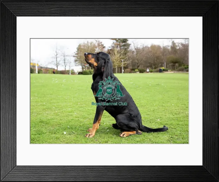 Framed Print : Crufts 2019 - Birmingham Launch, NEC, UK - 5 Mar 2019 Framed Print : Crufts 2019 - Birmingham Launch, NEC, UK - 5 Mar 2019