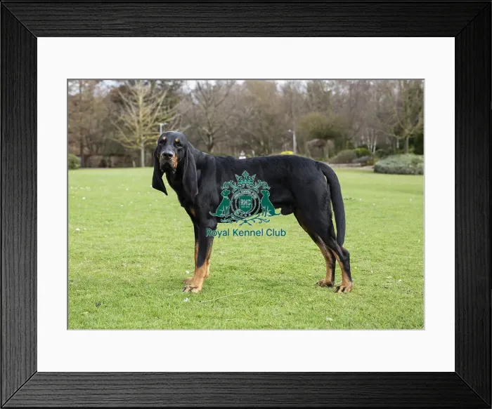 Framed Print : Crufts 2019 - Birmingham Launch, NEC, UK - 5 Mar 2019 Framed Print : Crufts 2019 - Birmingham Launch, NEC, UK - 5 Mar 2019