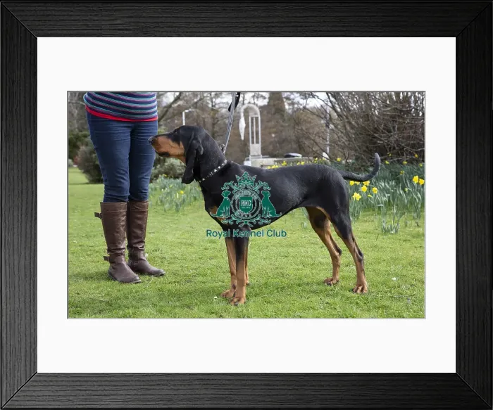 Framed Print : Crufts 2019 - Birmingham Launch, NEC, UK - 5 Mar 2019 Framed Print : Crufts 2019 - Birmingham Launch, NEC, UK - 5 Mar 2019