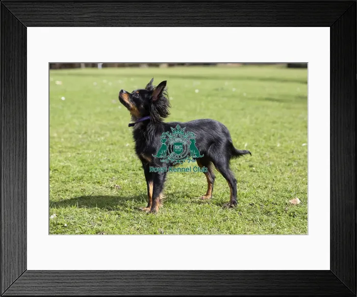 Framed Print : Crufts 2019 - Birmingham Launch, NEC, UK - 5 Mar 2019 Framed Print : Crufts 2019 - Birmingham Launch, NEC, UK - 5 Mar 2019