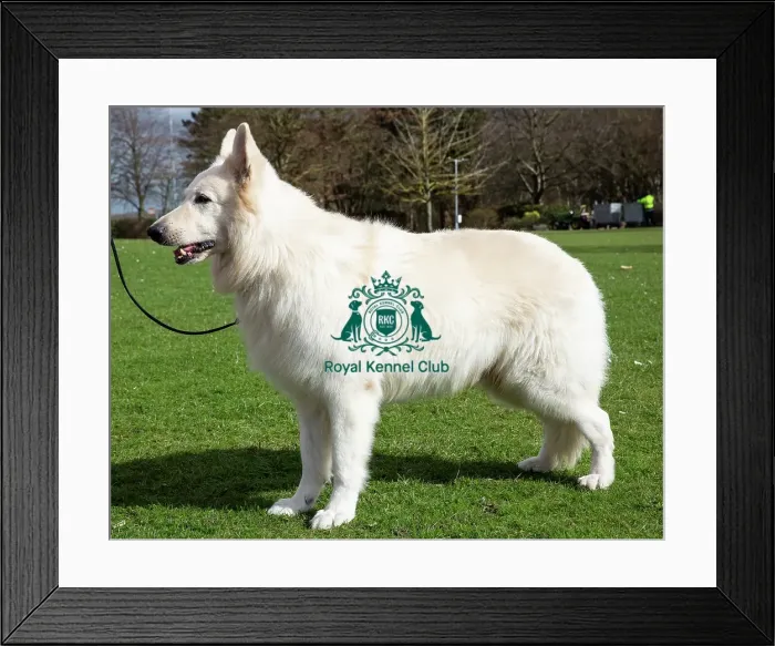Framed Print : Crufts 2019 - Birmingham Launch, NEC, UK - 5 Mar 2019 Framed Print : Crufts 2019 - Birmingham Launch, NEC, UK - 5 Mar 2019