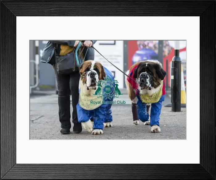 Framed Print : Crufts 2019 - Day One, NEC, UK - 7 Mar 2019 Framed Print : Crufts 2019 - Day One, NEC, UK - 7 Mar 2019