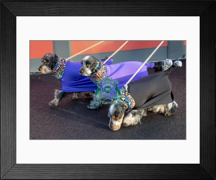 Framed Print : Crufts 2019 - Day One, NEC, UK - 7 Mar 2019 Framed Print : Crufts 2019 - Day One, NEC, UK - 7 Mar 2019