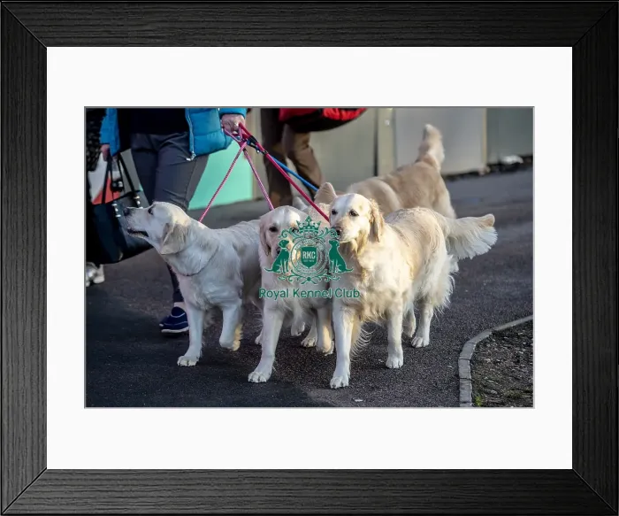 Framed Print : Crufts 2019 - Day One, NEC, UK - 7 Mar 2019 Framed Print : Crufts 2019 - Day One, NEC, UK - 7 Mar 2019