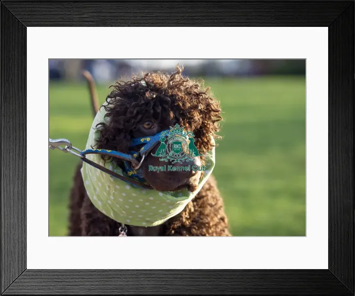 Framed Print : Crufts 2019 - Day One, NEC, UK - 7 Mar 2019 Framed Print : Crufts 2019 - Day One, NEC, UK - 7 Mar 2019