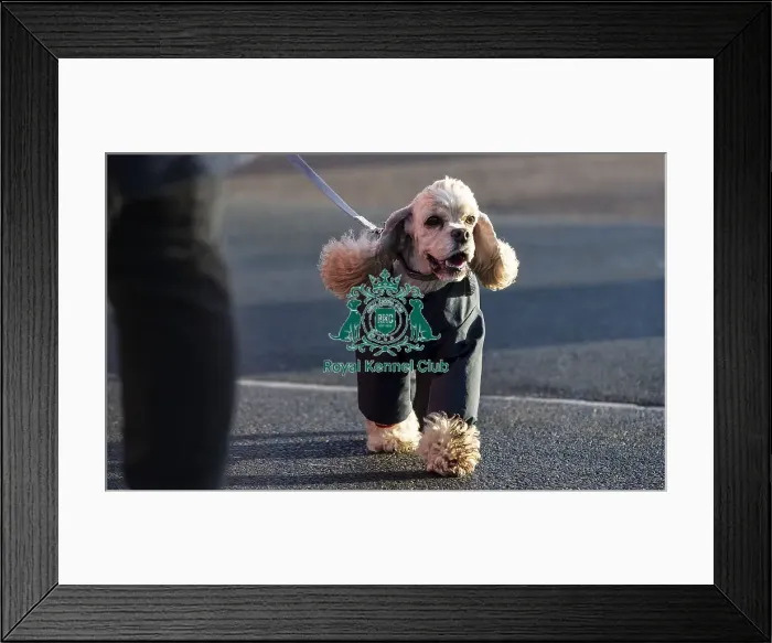 Framed Print : Crufts 2019 - Day One, NEC, UK - 7 Mar 2019 Framed Print : Crufts 2019 - Day One, NEC, UK - 7 Mar 2019