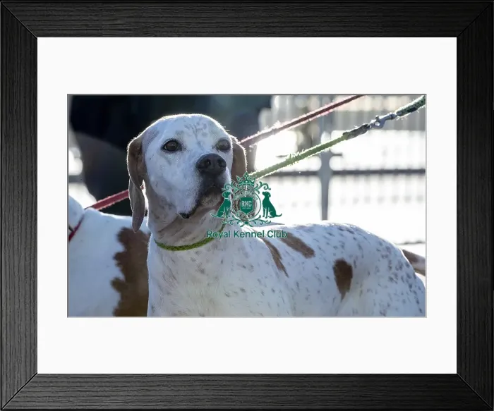 Framed Print : Crufts 2019 - Day One, NEC, UK - 7 Mar 2019 Framed Print : Crufts 2019 - Day One, NEC, UK - 7 Mar 2019