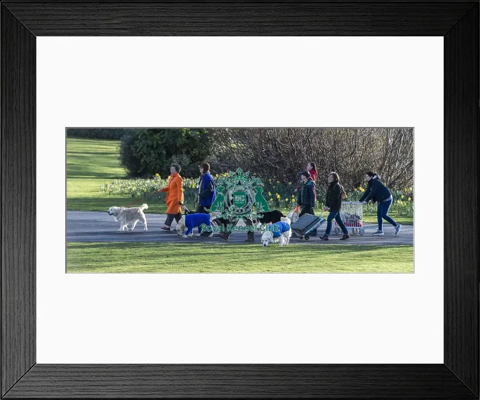 Framed Print : Crufts 2019 - Day One, NEC, UK - 7 Mar 2019 Framed Print : Crufts 2019 - Day One, NEC, UK - 7 Mar 2019