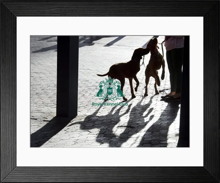 Framed Print : Crufts 2019 - Day One, NEC, UK - 7 Mar 2019 Framed Print : Crufts 2019 - Day One, NEC, UK - 7 Mar 2019