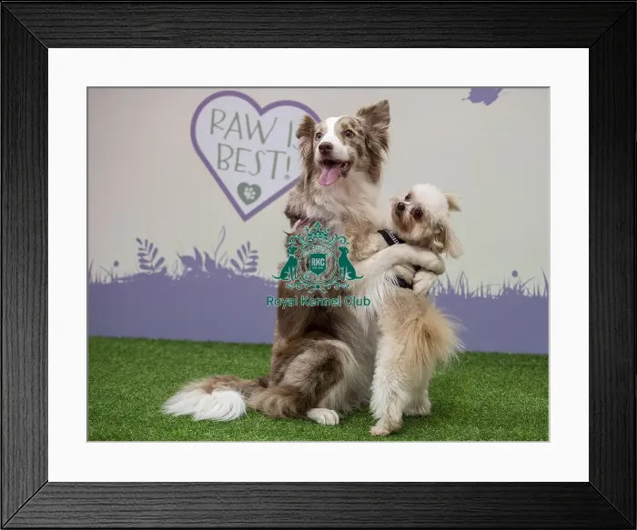Framed Print : Crufts 2019 - Day One, NEC, UK - 7 Mar 2019 Framed Print : Crufts 2019 - Day One, NEC, UK - 7 Mar 2019