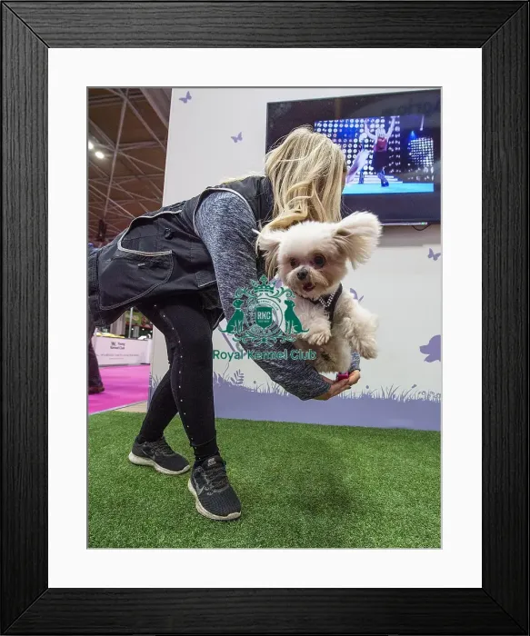 Framed Print : Crufts 2019 - Day One, NEC, UK - 7 Mar 2019 Framed Print : Crufts 2019 - Day One, NEC, UK - 7 Mar 2019