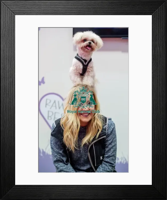 Framed Print : Crufts 2019 - Day One, NEC, UK - 7 Mar 2019 Framed Print : Crufts 2019 - Day One, NEC, UK - 7 Mar 2019