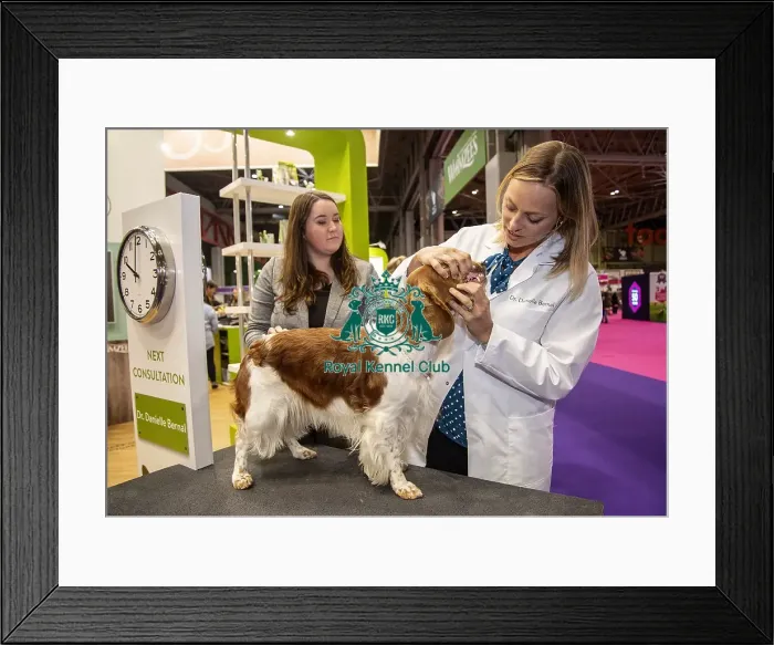 Framed Print : Crufts 2019 - Day One, NEC, UK - 7 Mar 2019 Framed Print : Crufts 2019 - Day One, NEC, UK - 7 Mar 2019
